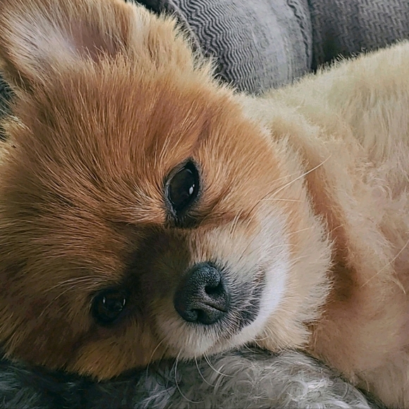 Some of my babies♡ - Picture 5 of 16